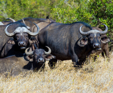 Cape Buffalo
